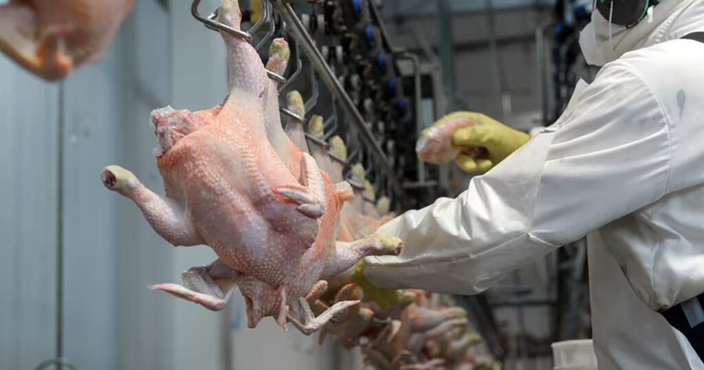 Diez años después, Colombia logra enviar su primer pollo a Japón