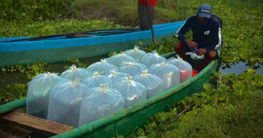 Bolívar apuesta por la sostenibilidad con la siembra de medio millón de peces