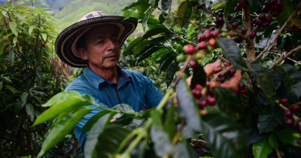Con 22 billones de pesos en cosecha, el café ratifica su poder en la economía nacional