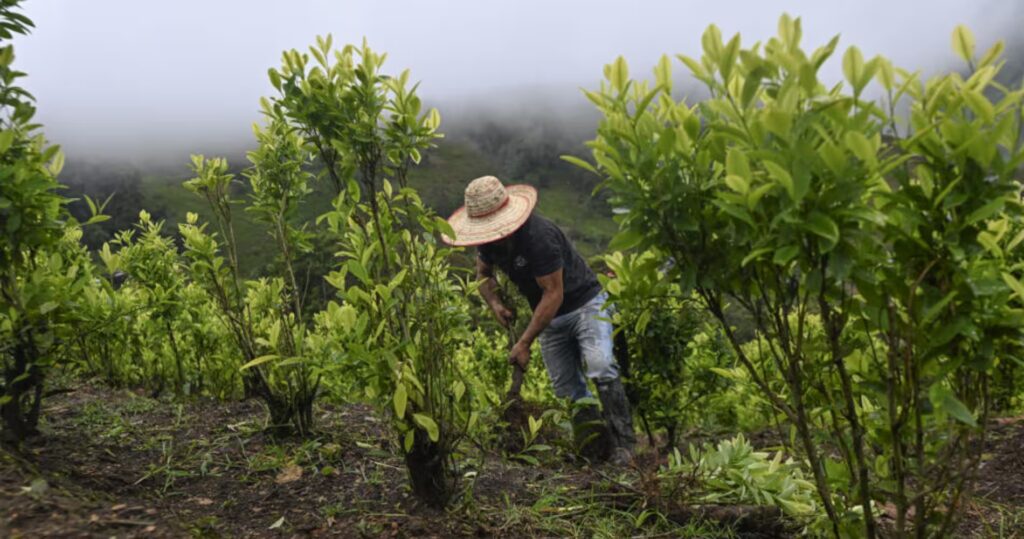 La ONU admite errores en el monitoreo de cultivos ilícitos y aplicará un nuevo modelo