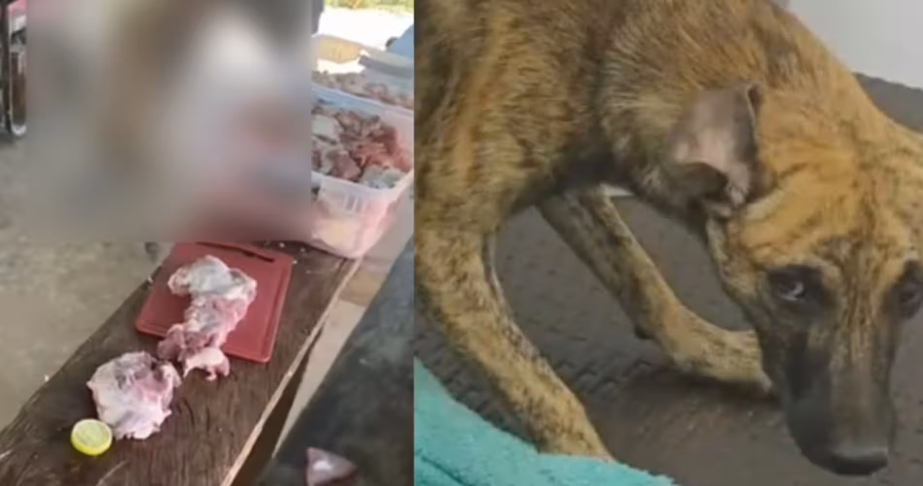 agresor del perro en Bolívar se entrega y espera decisión judicial