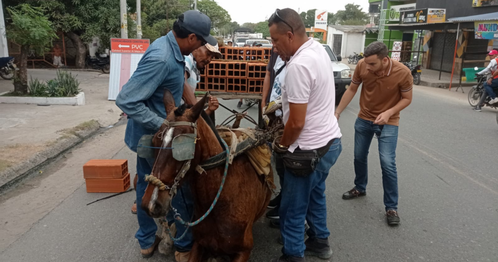 Fiscalía investiga presunto maltrato animal tras colapso de caballo en vía pública