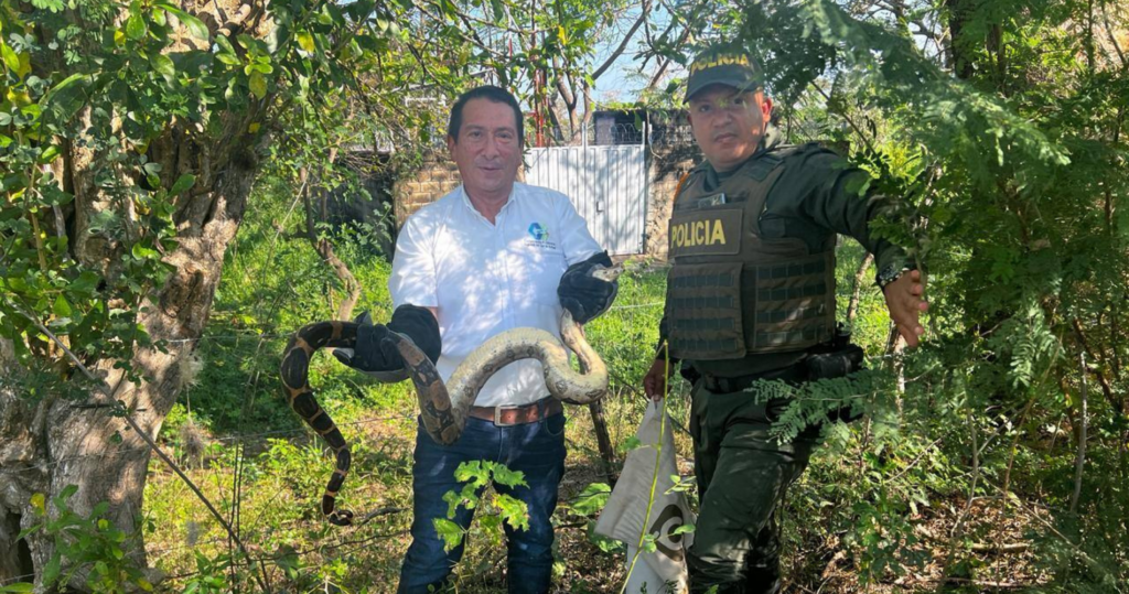 Rescatan boa de 2,5 metros dentro de una casa en Magangué