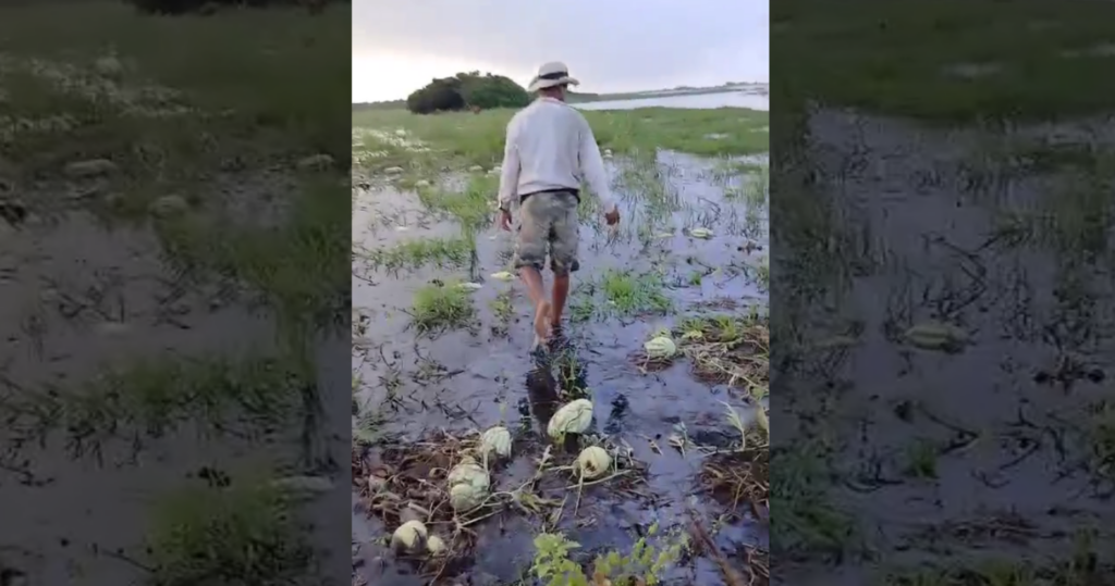 Más de 300 agricultores reportan millonarias pérdidas en cultivos de patilla en Magangué